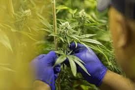 Marijuana Cited as Potential Cure for Being On Time and Prepared.